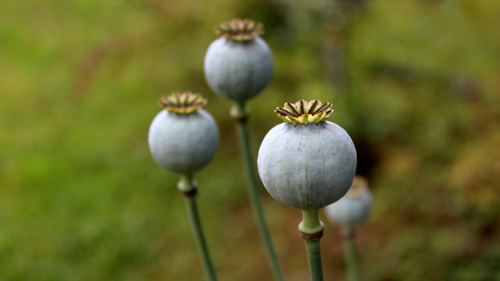 Opiumvalmue blomsterknopp på en mørkegrønn bladbakgrunn