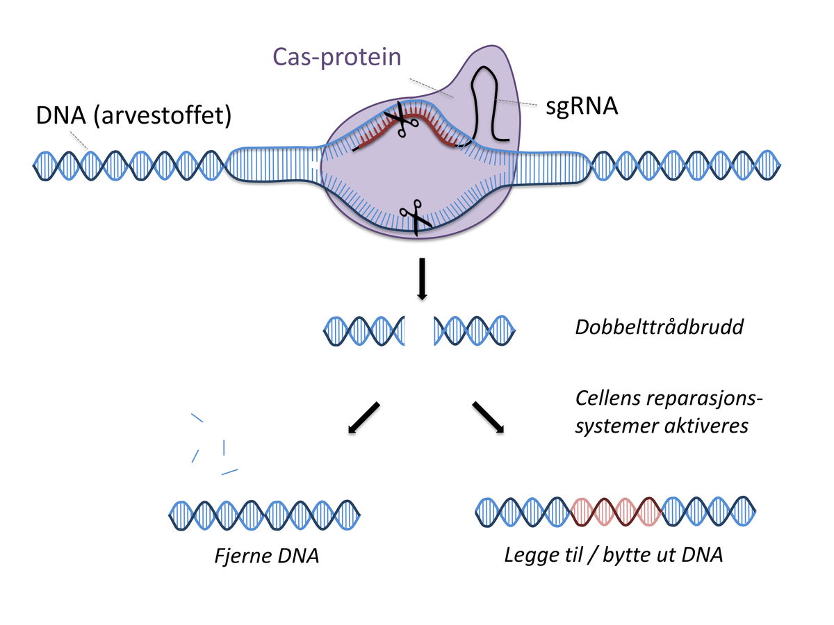 Illustrasjon av DNA som blir klippet i to