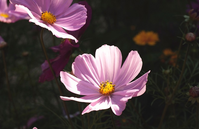 Image may contain: Flower, Flowering plant, Petal, Plant, Pink.