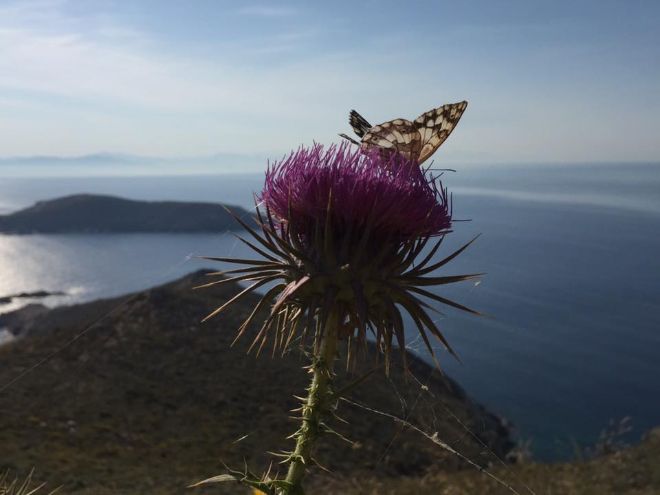 Image may contain: Butterfly, Flower, Plant, Thistle, Insect.
