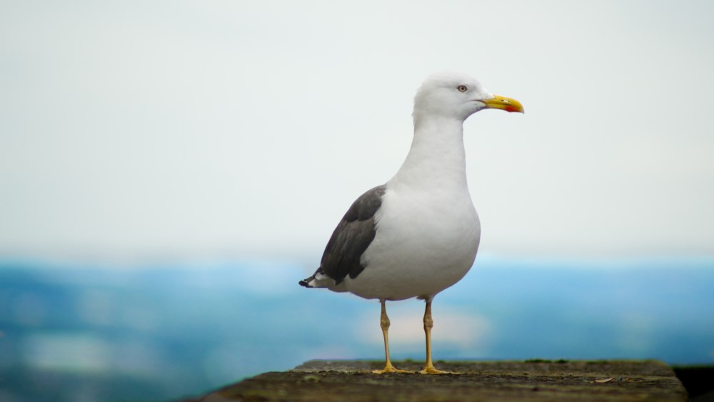 A seagull standing on a flat surface, staring to the left with the ocean in the background