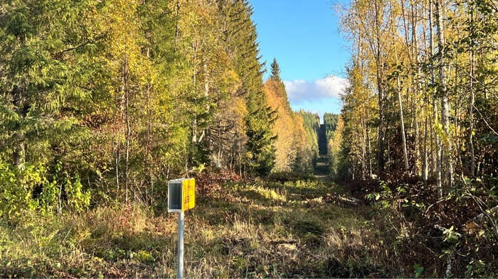 Photo of the forest at the Norwegian–Swedish border, with a line running through tall trees against a blue sky.