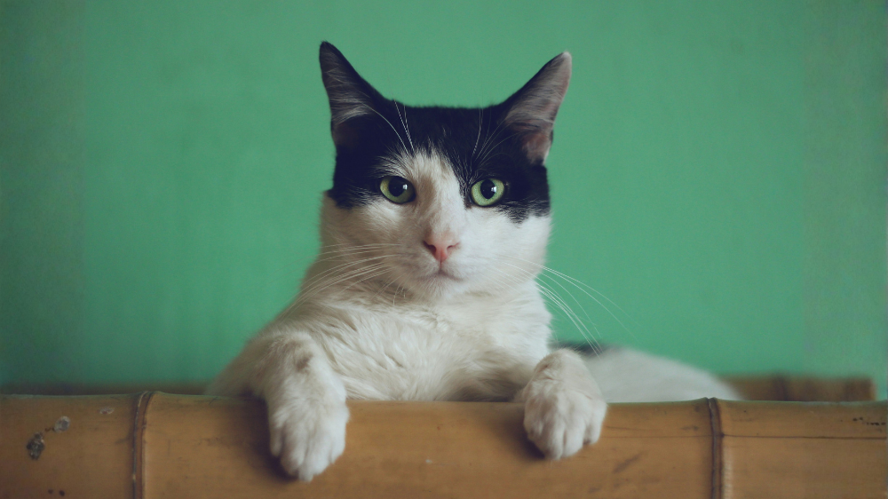 Foto av en svart og hvit katt mot en grønn bakgrunn