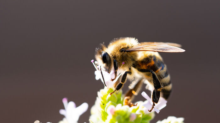 En bie som suger nektar ut av en blomst.