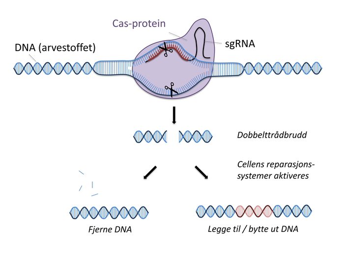 Illustrasjon av DNA som blir klippet i to