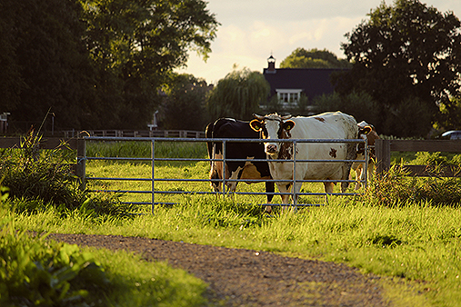 Cows grazing (photo: Unsplash)