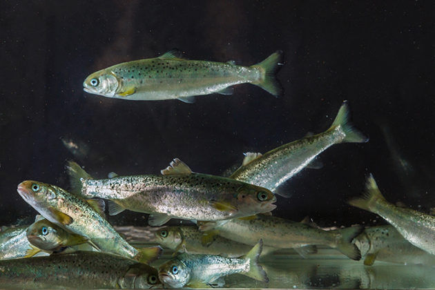 Resistent fisk beskytter annen fisk mot sykdommer
