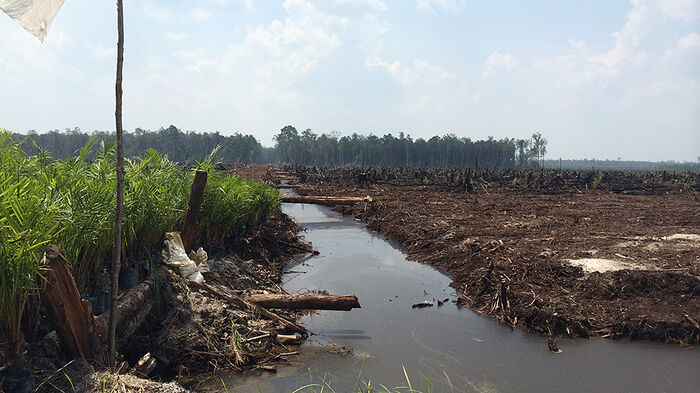 Photo of area cleared for palm oil production