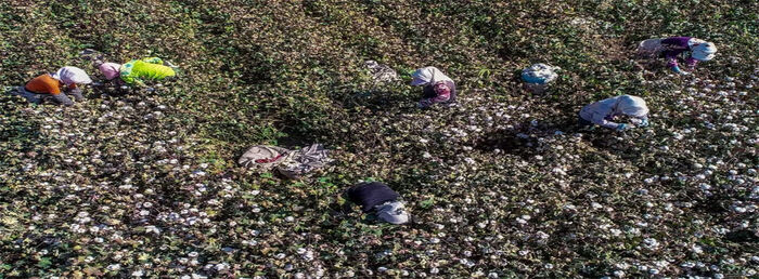 Bønder som plukkar bomull på ein åker